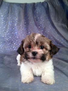 Female teddy bear Puppy for sale #3 Ready March 2013|Teddy bear Breeders in NC Want to know how we ship for only $150